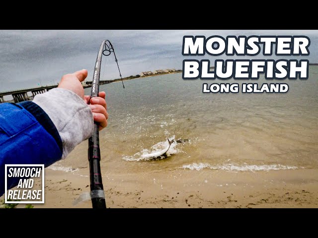HUGE Bluefish (EARLY) Surf Fishing Long Island - Cloudy Rainy Fishing -  Smooch and Release 