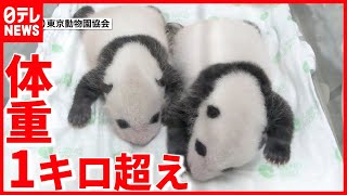 【最新映像】双子パンダ  すくすく成長  上野動物園(2021年7月27日放送)