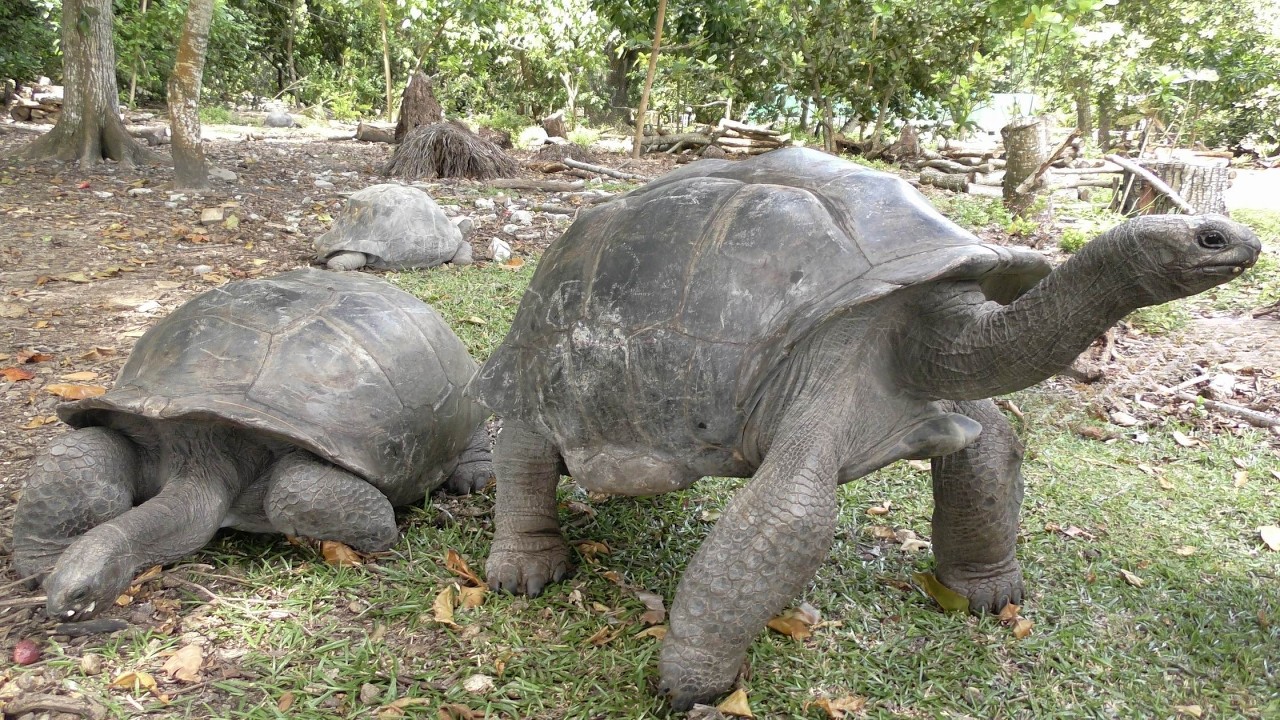 Obejrzyj Aldabra, Giant tortoise of the Seychelles. Turtles. Instrumental music w YouTube Obejrzyj Aldabra, Giant tortoise of the Seychelles. Turtles. Instrumental music w YouTube