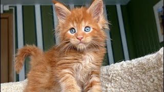 Top 10 MOST CUTEST CAT BREEDS IN THE WORLD #cutestcats #top10 #cutestcatbreeds