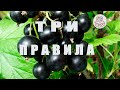 ТРИ ПРАВИЛА ЧЁРНОЙ СМОРОДИНЫ после сбора ягод! Закладываем будущий УРОЖАЙ!