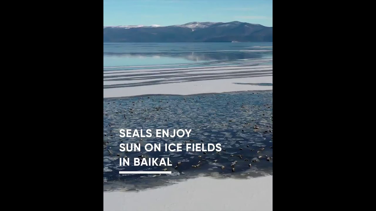 Seals enjoy sun on ice fields in Baikal​