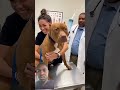 He couldn’t take the pain #pets #funny #pain #dogoftiktok #puppyvideos #funnypuppy #puppyface