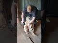 The Shearers Post How to Crutch or Dag your own Sheep using an Electric Clipper Handpiece Shearing