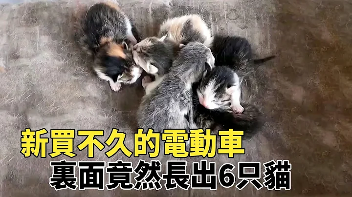 新买不久的电动车，里面竟“长”出6只猫，每壹只都是高颜值 - 天天要闻