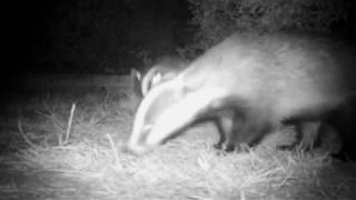 2 badgers and a fox! by The Wildlife Garden Project 509 views 5 years ago 41 seconds