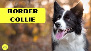 Border Collie: The Canine Genius That Will Win You Over!