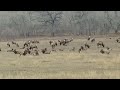 ELK, EN LOVELAND COLORADO