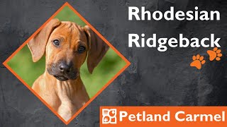 Tail Wagging Wonders: Rhodesian Ridgeback Breed