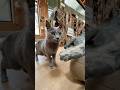 テムレスで猫の毛が取れると聞いたので試してみた #pr #テムレス