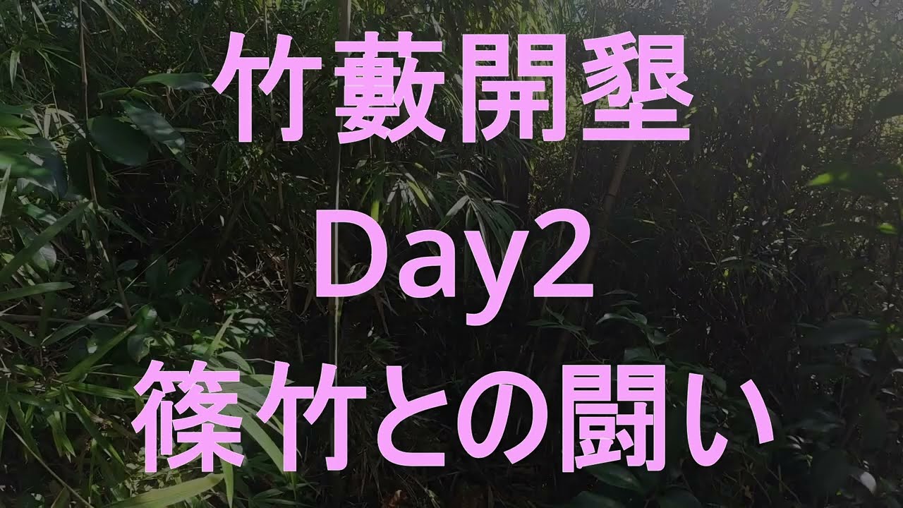 竹藪開墾2日目