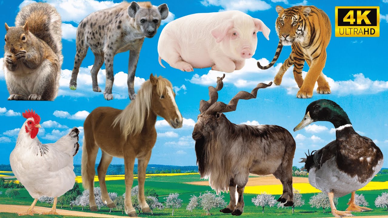 4K Wild Animal Sounds: Squirrel, Seal, Pig, Tiger, Chicken, Horse, Goat ...