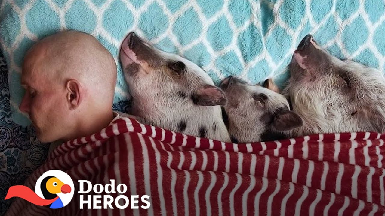 Guy Fills His Condo With Rescued Farm Animals | The Dodo Heroes