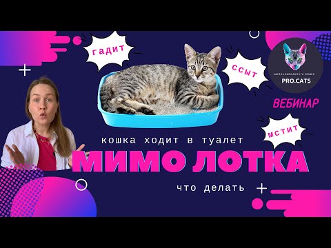 КОШКА гадит, ссыт, мстит, НЕ ХОДИТ В ЛОТОК | Кот ходит в туалет везде | Нечистоплотность кошек