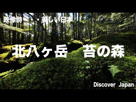 北八ヶ岳　コケの森
