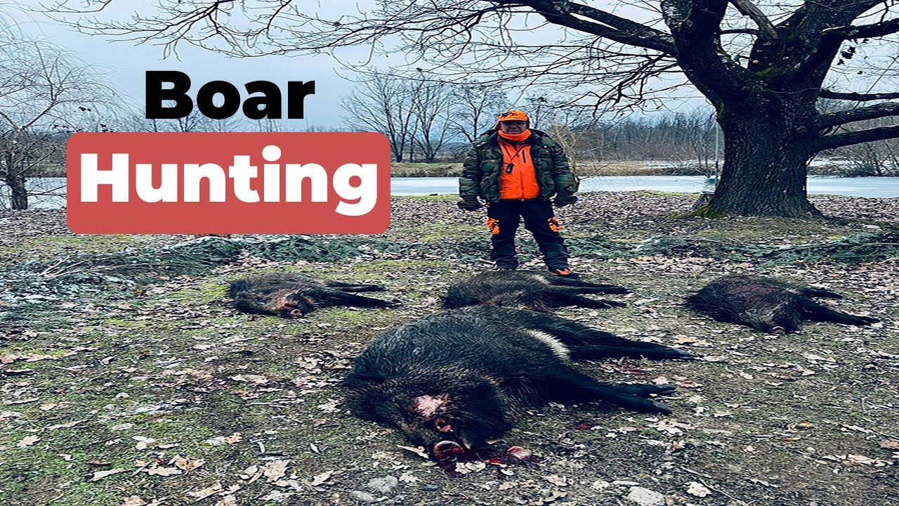 wild-boar-hunt-2024-amazing-kill-shot-vanatoare-la-mistret-2024-youtube