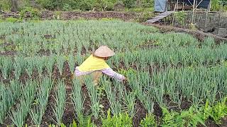 Download Lagu BERSIHKAN TANAMAN DAUN BAWANG DARI RUMPUT LIAR MP3