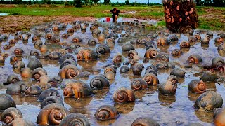 Wow amazing Fishing  catch lots of Snails and crabs in long water flow when flooding catch by skill