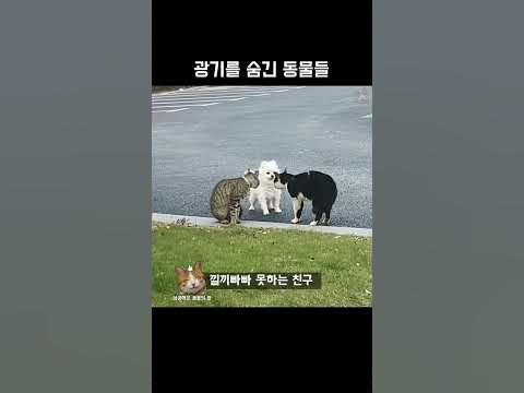 광기를 숨긴 동물들