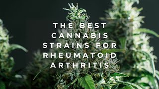 The Best Cannabis Strains for Rheumatoid Arthritis