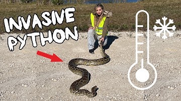 Catching Invasive Burmese Pythons IN 40 DEGREE WEATHER!