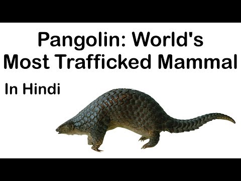 Plight of Pangolins, Most trafficked wild mammal in the world, Current Affairs 2019