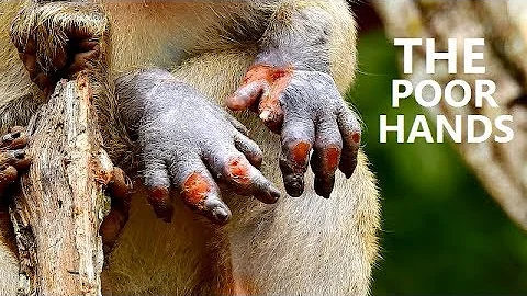 THE POOR LIFE BABY MONKEY JANET || Bad condition o...