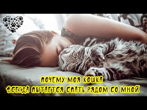 Почему моя кошка всегда пытается спать рядом со мной Why is my cat sleeping next to me