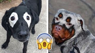 Unusual Colored Dogs You Won't Believe Exist! by Numan Gürsoy 6,302 views 5 years ago 6 minutes, 48 seconds
