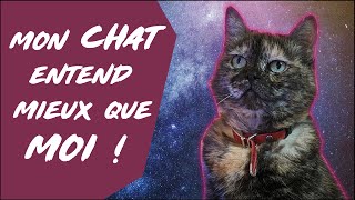 L'audition des chats - La Boîte à Cha' 7