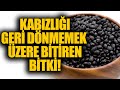 Kabzl geri dnmemek zere bitiren bitki