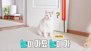 뽀양이 뱃살에 눈이가요 눈이가 by 뽀양TV BBoyangTV 12,255 views 2 years ago 3 minutes, 49 seconds