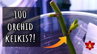 Can you make 100 Orchids from one? Lets test it! - Orchid Care for Beginners
