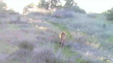 Mountain Lion on Towsley Ridge