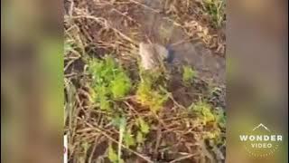 Tiếng cò lửa cò lép bắt tất cả các loại cò có tiếng cò kêu trên trời OK cực ăn mạnh 💯.siêu phẩm 2022