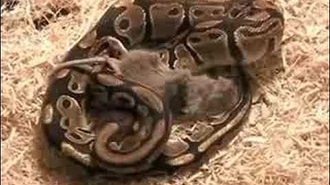 Ball Python vs Mouse (First Live Meal!)