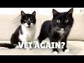 Uni and Nami are anxious about going to the vet
