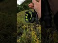 Brown trout hopper fishing
