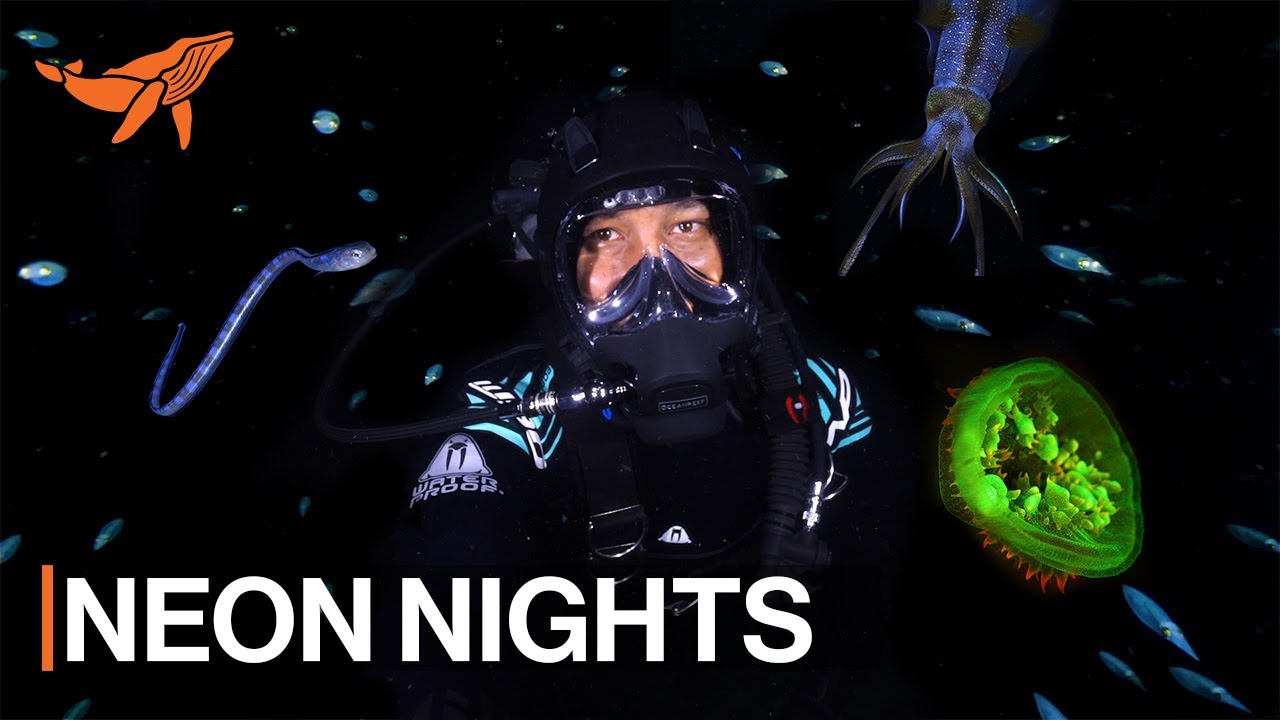 Neon Nights | Diving into the World of Biofluorescence | A Sea of Hope