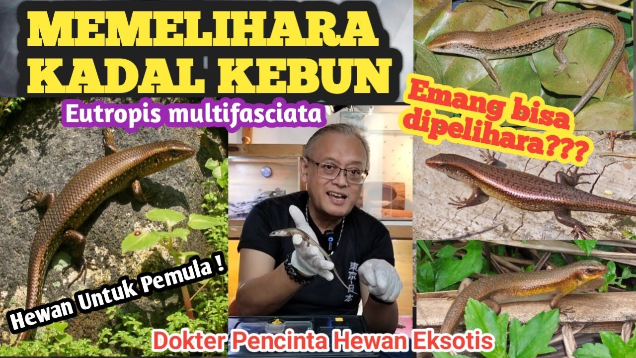 memelihara-kadal-kebun-eutropis-multifasciata-setting-display