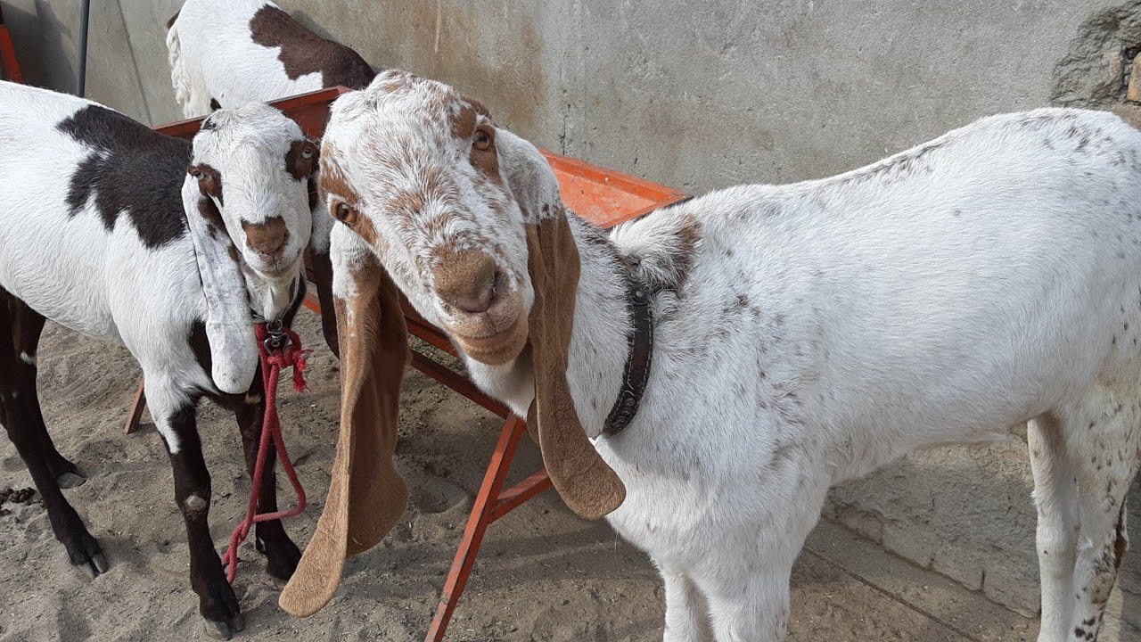 Goats in Pirwadai Mandi Mor Beetal Bakray