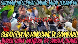 Ngerih Suara Pikat Burcil Paling Ampuh  bikin habis burung liar tak tersisa@Smstachanel