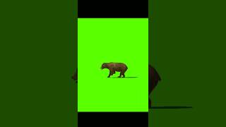 Greenscreen Run Video Green Background Video Shorts