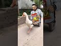البطة البطة البطة Duck Duck Duck 