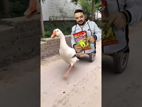 البطة البطة البطة Duck Duck Duck 