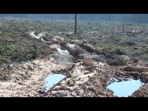 Video: Kādi ir mežu izciršanas cēloņi un sekas?