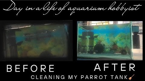 “What It’s Like Being an Aquarium Hobbyist | Parrot Tank Cleaning Day”