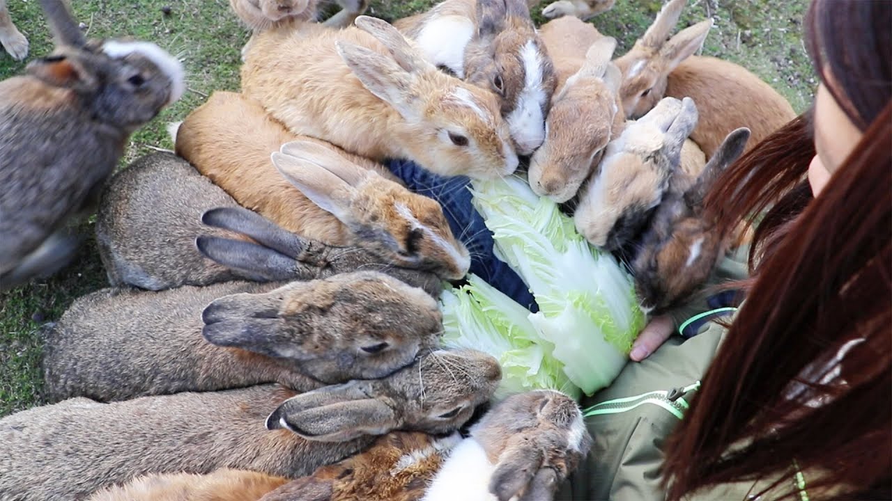 An Army of Hungry Bunnies! On Japan's Rabbit Island - YouTube