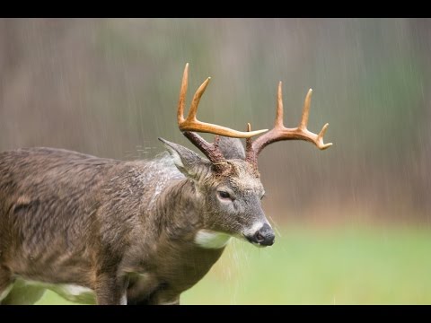 Deer Hunting In the Rain