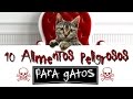 10 Alimentos Peligrosos Para Gatos